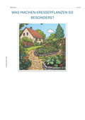 Kresse im Garten – Biologieunterricht SEK I | Experimente & Aufgaben