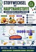 Stoffwechsel der Hauptnährstoffe – Kohlenhydrate, Fette und Proteine verstehen