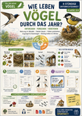 Vögel im Jahreslauf | Nest, Brut, Zugvögel & Winterfütterung | Sachunterricht Klasse 3/4