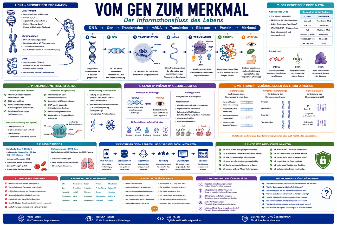 Vom Gen zum Merkmal