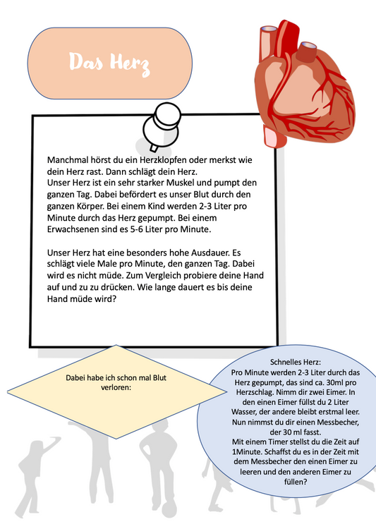 Das Herz - Arbeitsblatt