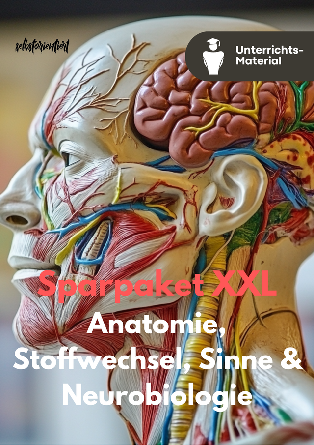 XXL-Sparpaket Biologie – Anatomie, Stoffwechsel, Sinne & Neurobiologie | 30 Materialien für Sekundarstufe I & II