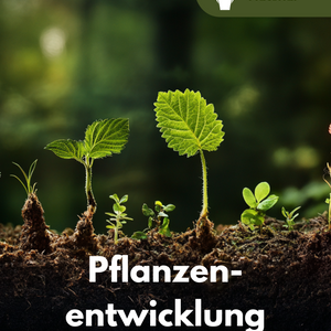 Zellteilung, Zelldifferenzierung und Morphogenese - Pflanzenentwicklung