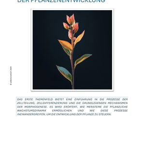Zellteilung, Zelldifferenzierung und Morphogenese - Pflanzenentwicklung