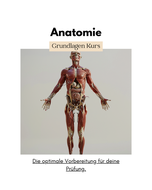 Anatomie: Grundlagen Kurs für die Pflege Ausbildung