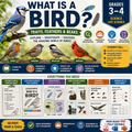 All About Birds BUNDLE: 3 Units · 12 Lessons | Elementary Science (Grades 3-4)